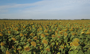 Гібрид соняшнику АЛЬФА