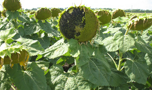 Гібрид соняшнику Цефей