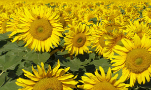 Гібрид соняшнику ЛОГОС