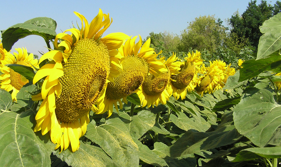 Гібрид соняшнику ПЕРСЕЙ