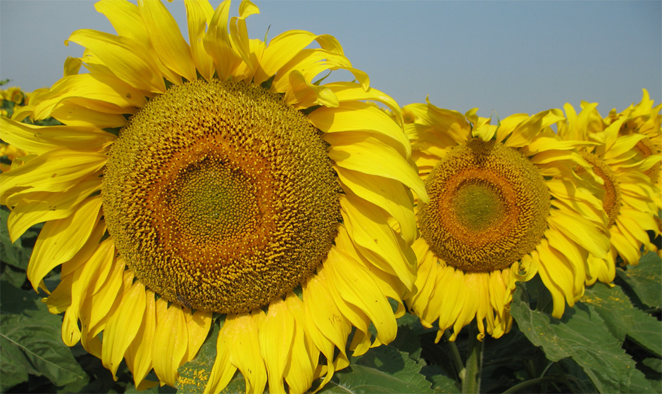 Гібрид соняшнику СПІКА