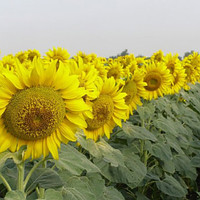 Насіння соняшника