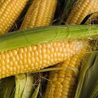 Насіння кукурудзи