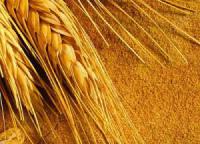 Насіння тритикале Валентин (дворучка)