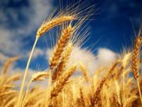 Насіння тритикале Союз