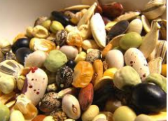 Продаж насіння овочів від виробника