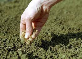 Насіння для овочівництва, Україна