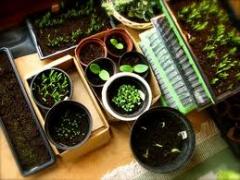 Продаж насіння сортових овочів