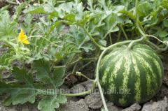 Насіння кавуна "Астраханський"