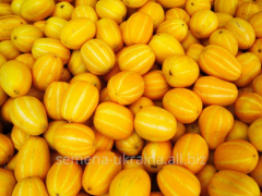 Насіння дині "Титовка"