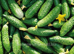 Насіння огірків "Джерело"