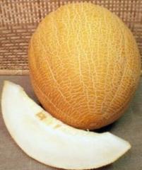 Насіння динь "Дністровська"