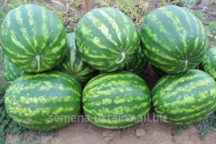 Насіння кавуна Борчанський