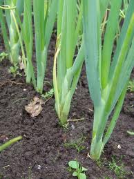 Насіння чорнушки