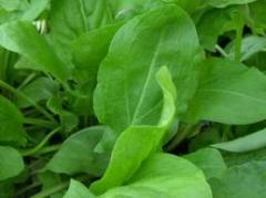 Насіння для посадки зелених культур