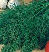 Насіння кропу