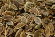 Насіння кропу лікувальне