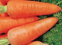 Насіння моркви "шантани Ред"