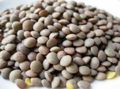 Семени сочевиці, Сорт Лінза