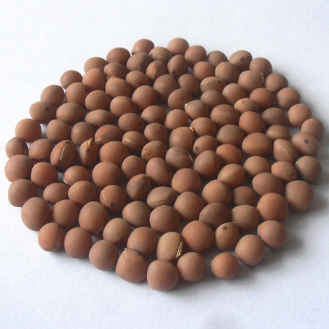 Сорти вики ярої