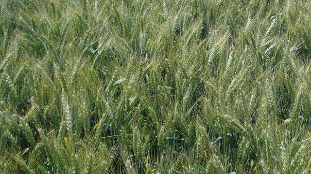 Сорти пшениці озимої