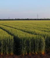 Насіння озимої пшениці Шестопаловка від оригінатора