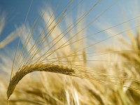 Ярий ячмінь