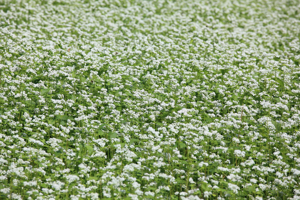 Гречка Дикуль