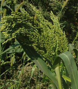 Просо Вітрило