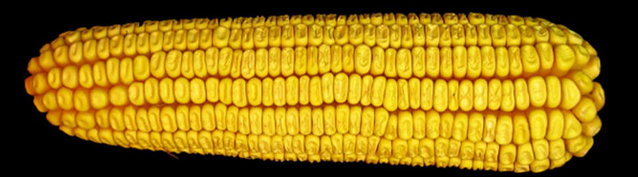 Насіння кукурудзи Солонянський 298