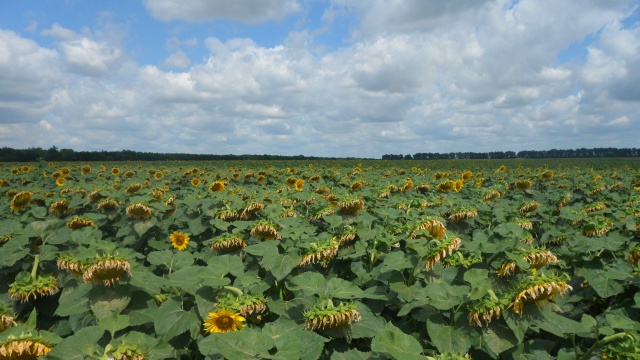 Гібрид соняшнику «Дунай»