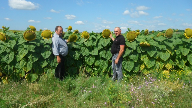 Гібрид соняшнику «Рімі»