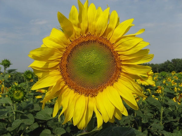 Соняшник Дарій