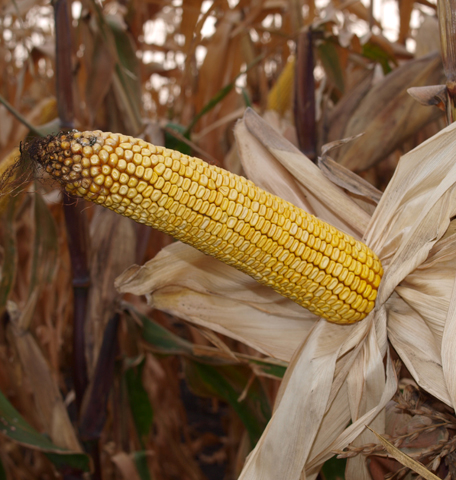 Насіння кукурудзи ДОНОР МВ