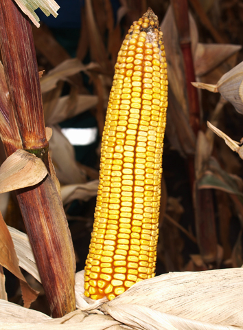 Насіння кукурудзи ГАРАНТІЯ МВ