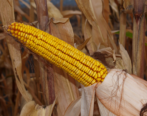 Насіння кукурудзи Капітал МВ
