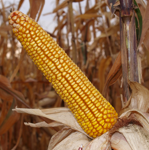 Насіння кукурудзи Харківський 329 МВ