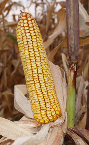Насіння кукурудзи КРЕДИТ МВ