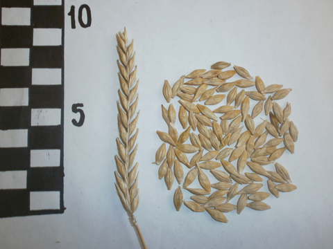 Ячмінь ярий МОДЕРН, Еліта та 1РН від Хелп-Агро