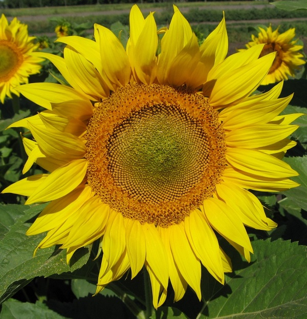 Соняшник Оскіл