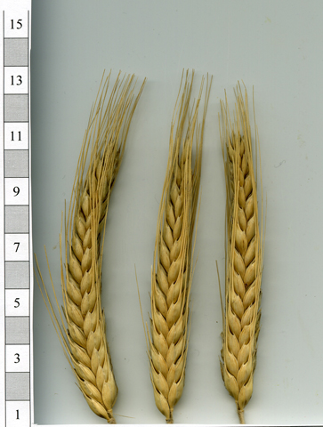 Ярове тритикале  Сонцедар Харківський, Еліта