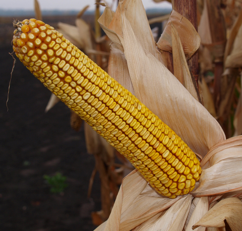 Насіння кукурудзи СВІТАНОК МВ