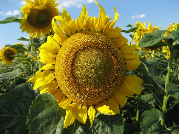 Соняшник Златсон