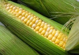 Насіння гібриду кукурудзи Подільський 274 СВ