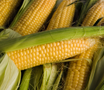 Насіння гібриду кукурудзи Солонянський 298 СВ