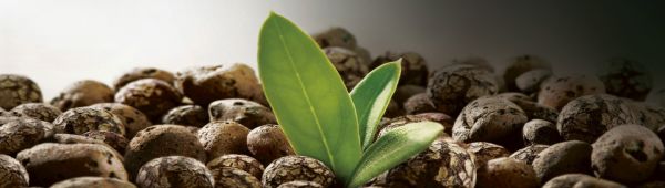 Біофільтри Liaperl