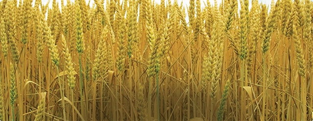 Фунгiциди Флутрін