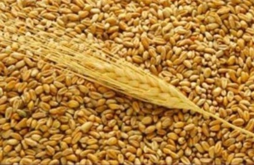 Закуповуємо пшеницю 1,2,3-го класу