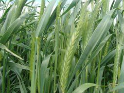 Озиме тритикале