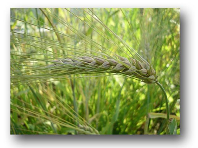 Озимий ячмінь